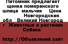 Питомник предлагает щенка померанского шпица (мальчик) › Цена ­ 30 000 - Новгородская обл., Великий Новгород г. Животные и растения » Собаки   
